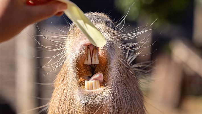 Capybaras are one hundred percent herbivores, and use their long, sharp teeth for grazing on grass and water plants